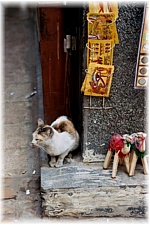 street cat