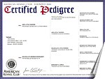 pedigree certificate