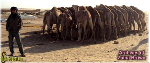 Man and his camels who are drinking water