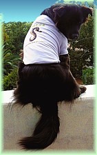 Phoenix in GS press shirt
