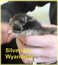 Silverlace Wyandotte